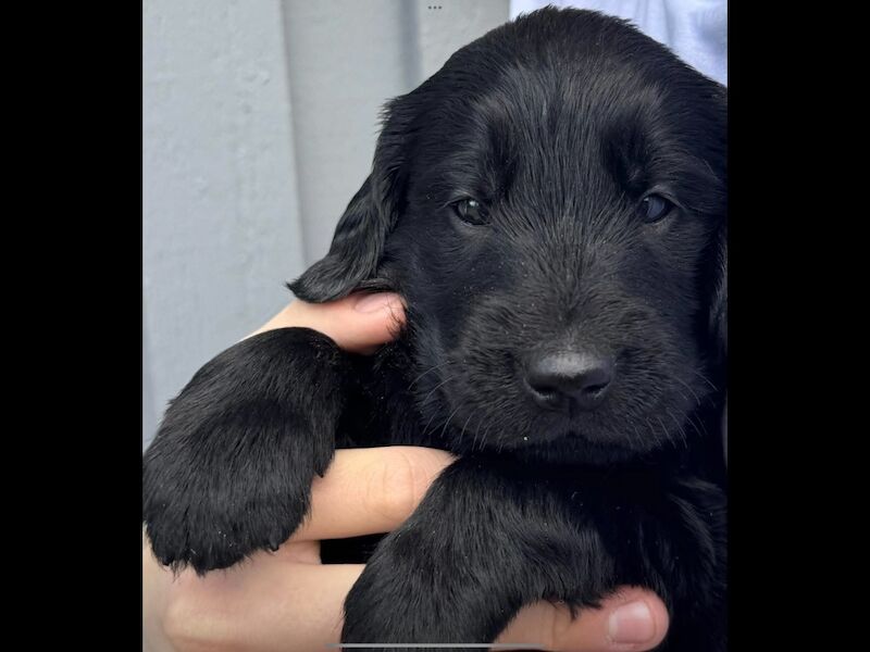 Flat coat Retriever boy for sale in Haywards Heath, West Sussex