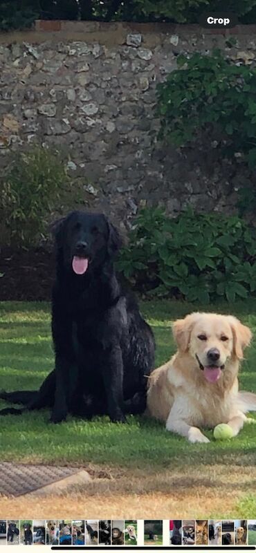 Flat coat Retriever boy for sale in Haywards Heath, West Sussex | Image 2