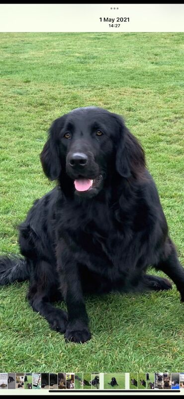 Flat coat Retriever boy for sale in Haywards Heath, West Sussex | Image 3
