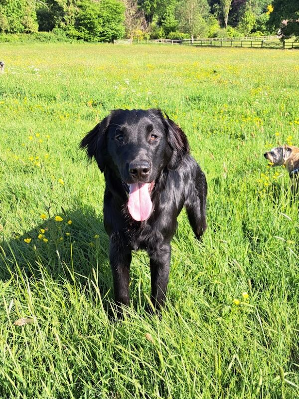 Flat coat Retriever boy for sale in Haywards Heath, West Sussex - Image 6