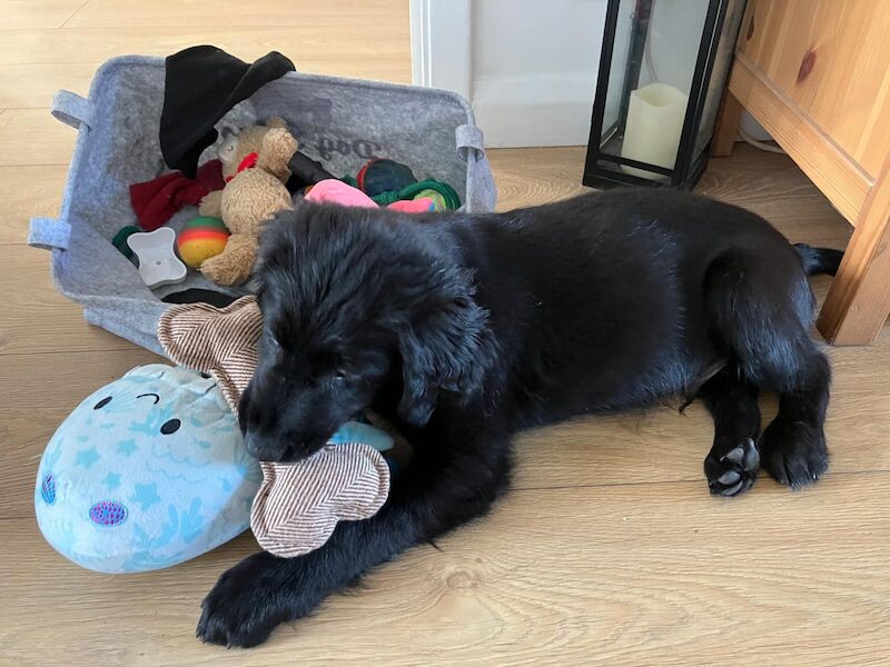 Golden Retriever puppies for sale in Haywards Heath, West Sussex – 3 months old