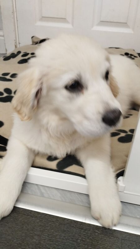 Golden Retriever puppies for sale in Worcester, Worcestershire – KC registered, 10 months old
