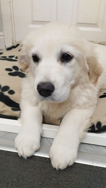 Golden Retriever puppies for sale in Worcester, Worcestershire – KC registered, 10 months old - Image 2 of 7