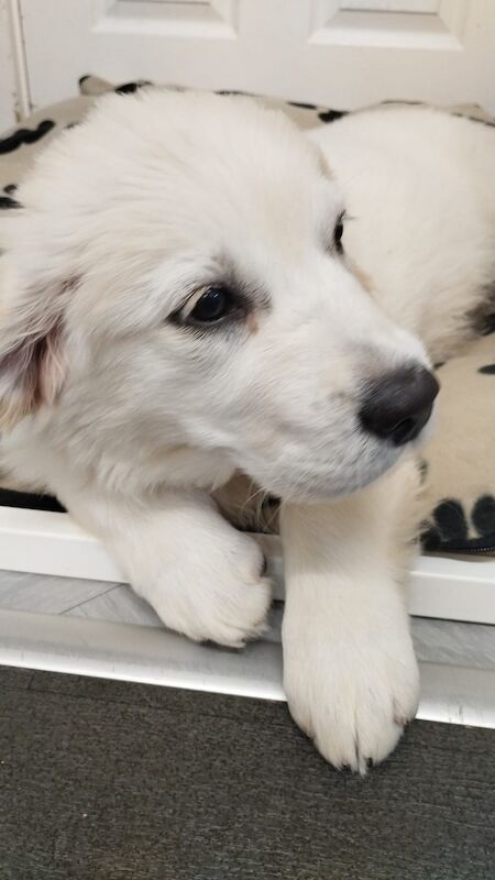 Golden Retriever puppies for sale in Worcester, Worcestershire – KC registered, 10 months old - Image 3 of 7