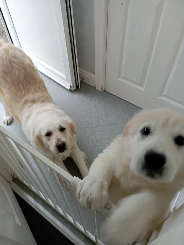 Golden Retriever puppies for sale in Worcester, Worcestershire – KC registered, 10 months old - Image 4 of 7