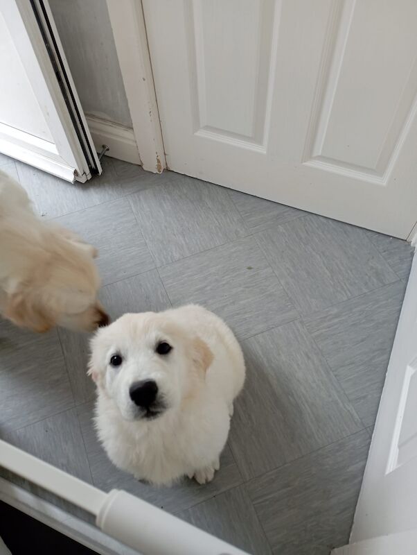 Golden Retriever puppies for sale in Worcester, Worcestershire – KC registered, 10 months old - Image 5 of 7