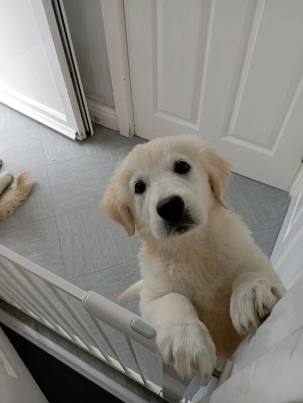 Golden Retriever puppies for sale in Worcester, Worcestershire – KC registered, 10 months old - Image 6 of 7
