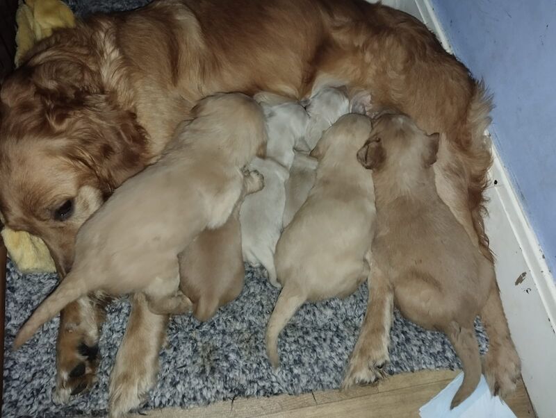 Golden Retriever puppies for sale in West Sussex – KC registered, 5 weeks old