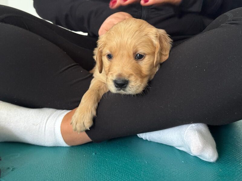 Golden Retriever puppies for sale in West Sussex – KC registered, 5 weeks old - Image 2 of 10