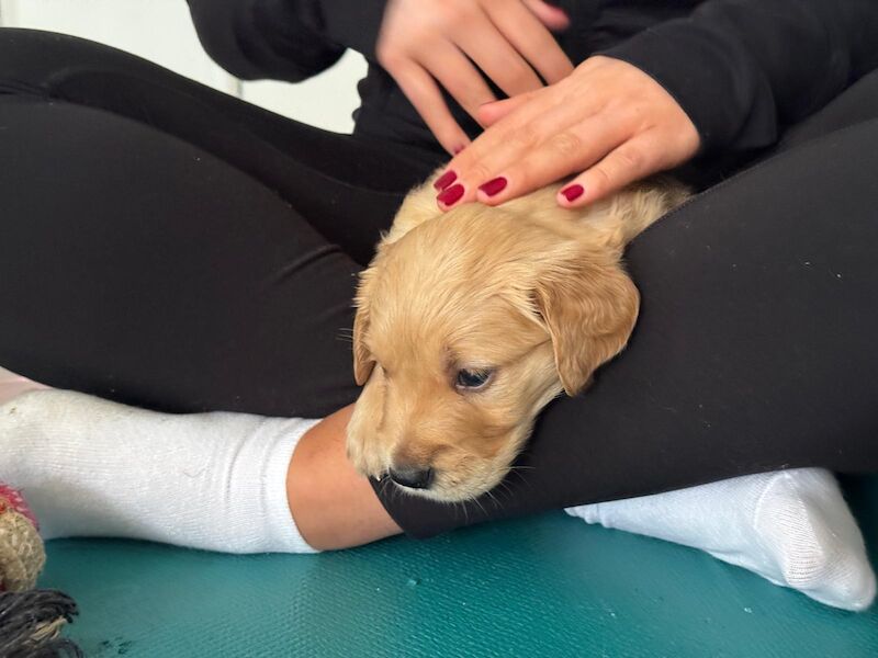 Golden Retriever puppies for sale in West Sussex – KC registered, 5 weeks old - Image 3 of 10