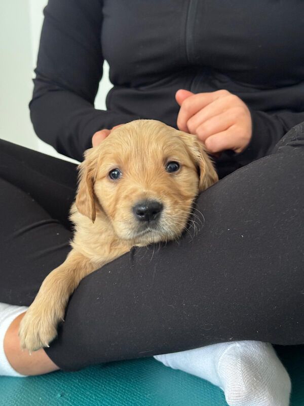 Golden Retriever puppies for sale in West Sussex – KC registered, 5 weeks old - Image 4 of 10