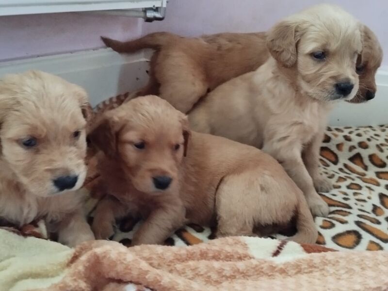 Golden Retriever puppies for sale in West Sussex – KC registered, 5 weeks old - Image 6 of 10
