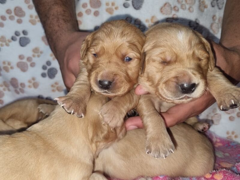 Golden Retriever puppies for sale in West Sussex – KC registered, 5 weeks old - Image 7 of 10