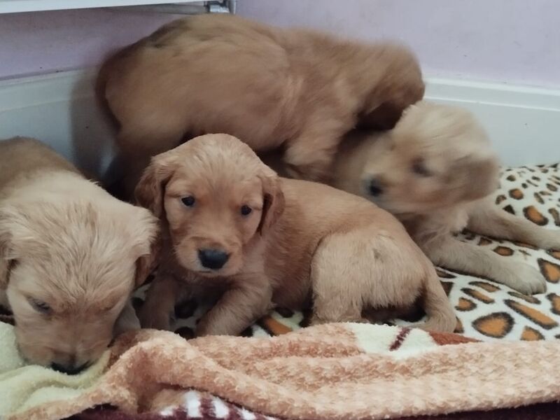 Golden Retriever puppies for sale in West Sussex – KC registered, 5 weeks old - Image 8 of 10