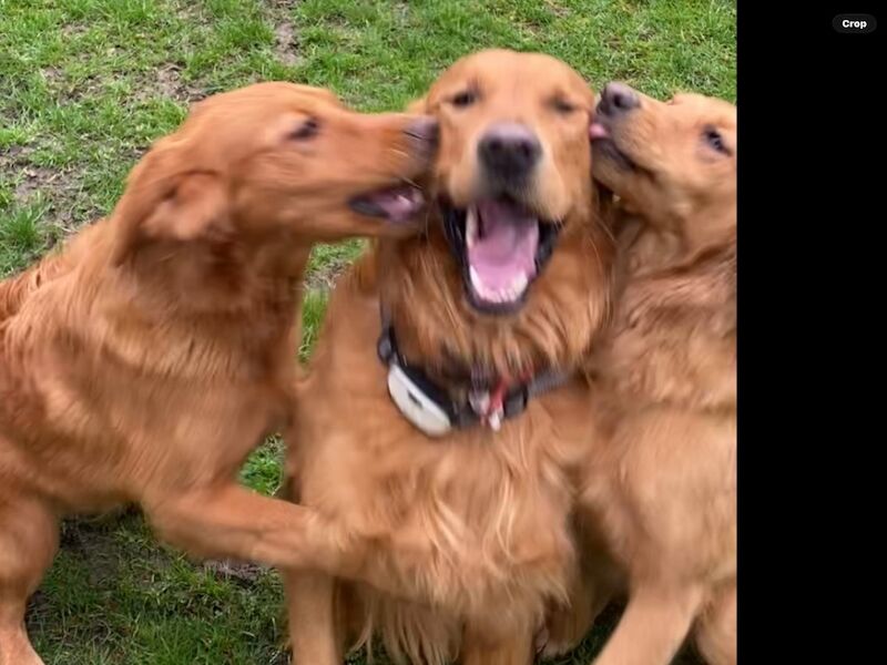 Golden Retriever puppies for sale in West Sussex – KC registered, 5 weeks old - Image 10 of 10