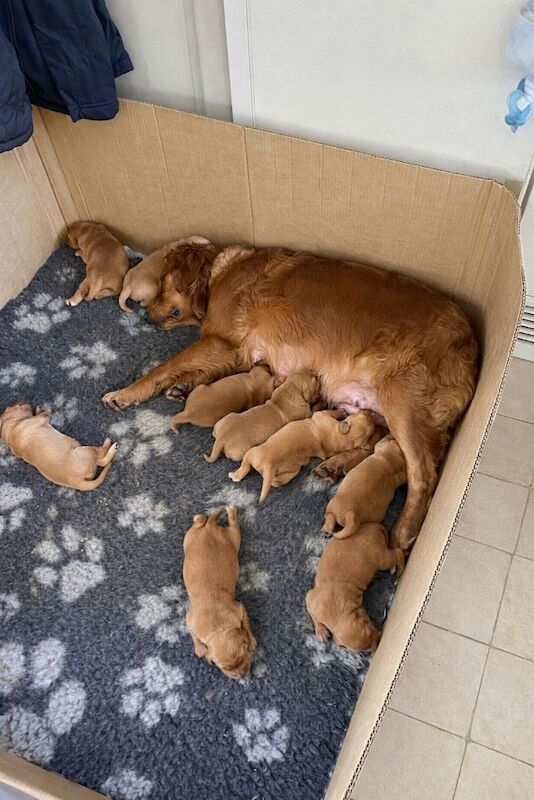 Fox red golden retriever puppies KC registered 