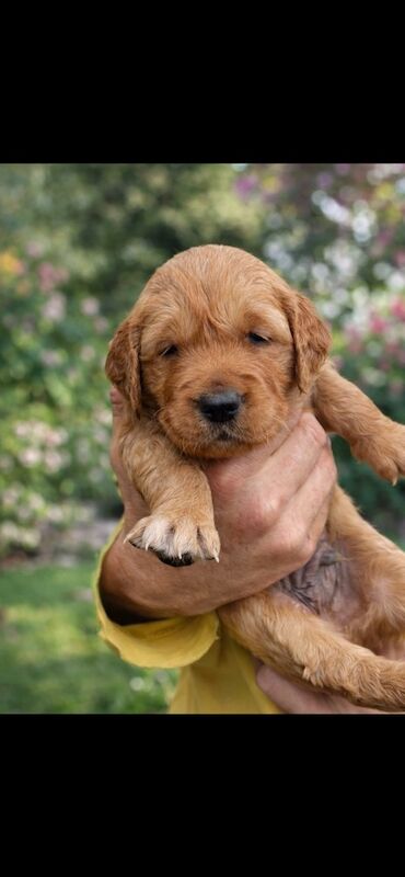 Fox red golden retriever puppies KC registered - Image 2 of 10