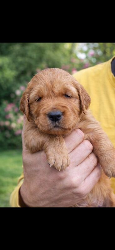 Fox red golden retriever puppies KC registered - Image 3 of 10