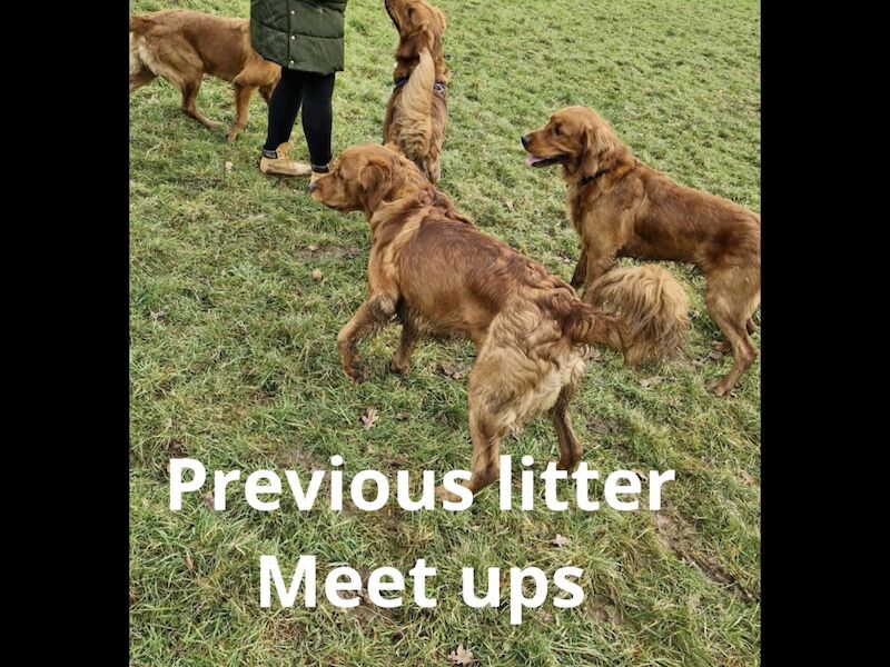 Fox red golden retriever puppies KC registered - Image 4 of 10