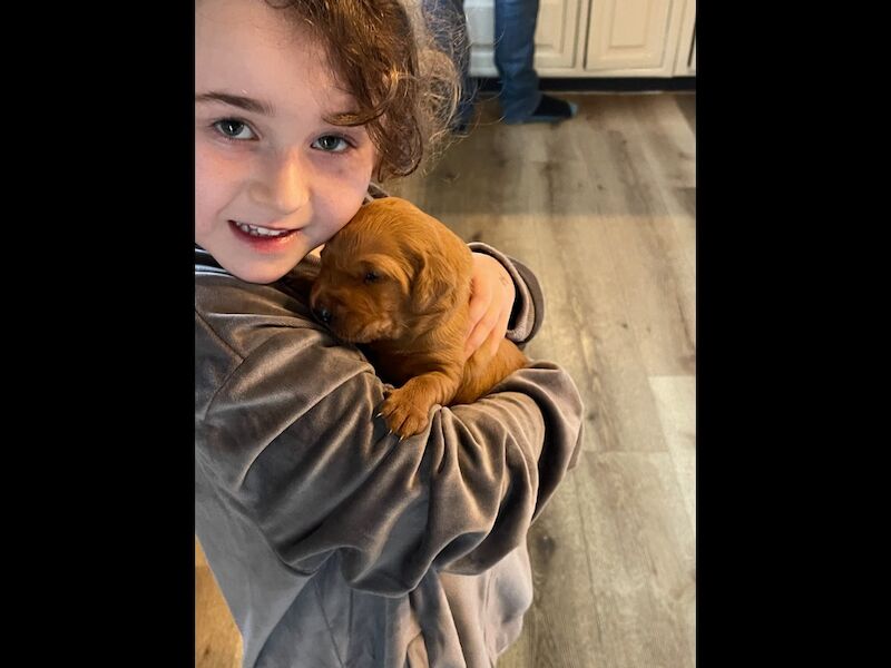 Fox red golden retriever puppies KC registered - Image 5 of 10