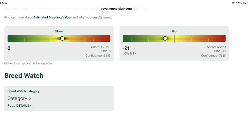 Fox red golden retriever puppies KC registered - Image 7 of 10
