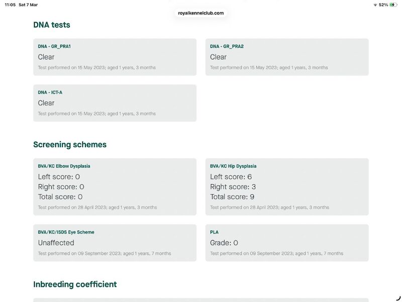 Fox red golden retriever puppies KC registered - Image 8 of 10