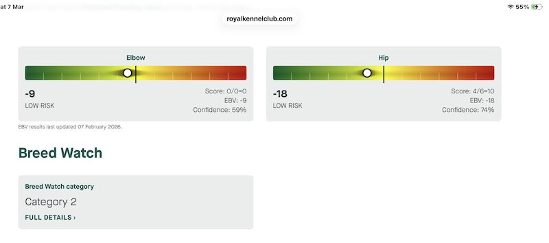 Fox red golden retriever puppies KC registered - Image 9 of 10