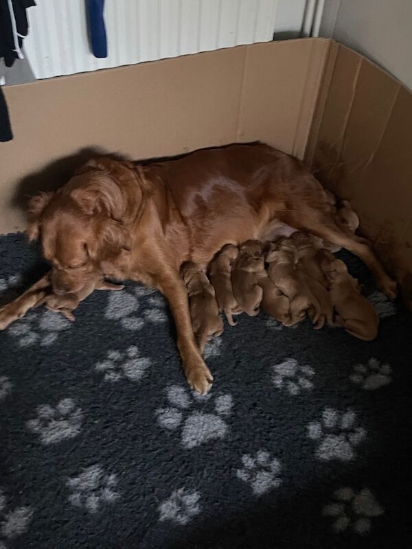 Fox red golden retrievers RKC