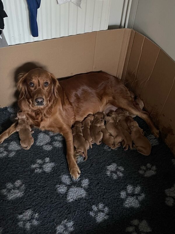 Fox red golden retrievers RKC - Image 2 of 9