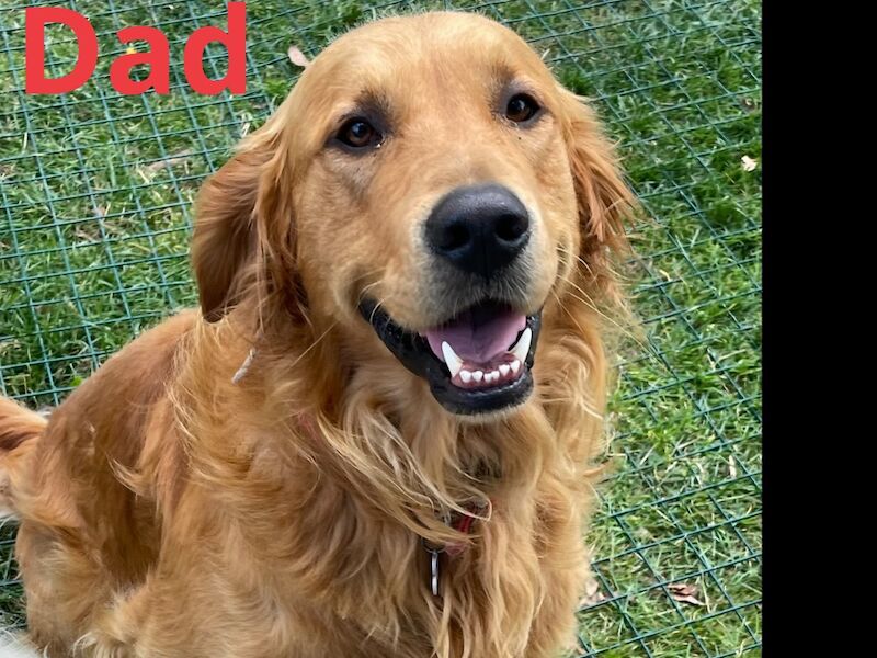 Fox red golden retrievers RKC - Image 3 of 9