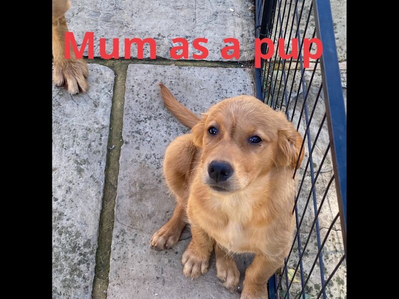 Fox red golden retrievers RKC - Image 4 of 9
