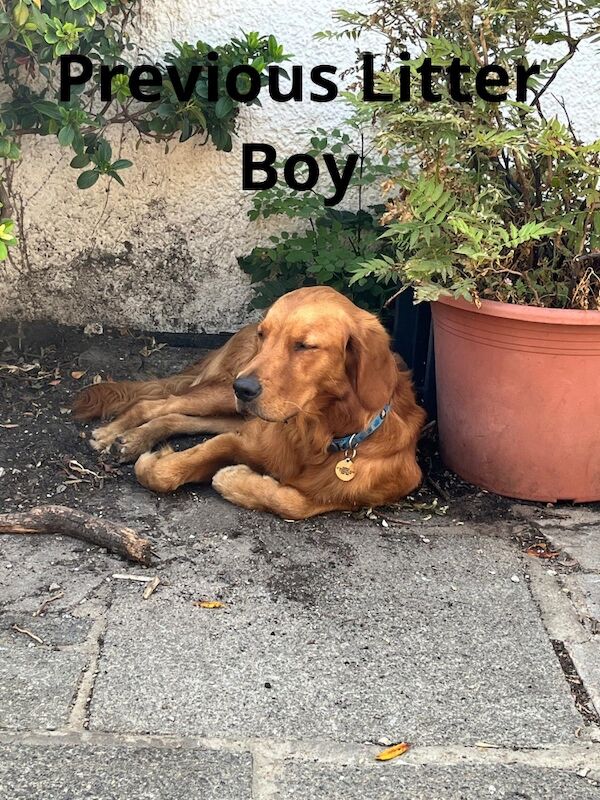 Fox red golden retrievers RKC - Image 6 of 9