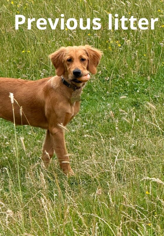 Fox red golden retrievers RKC - Image 8 of 9