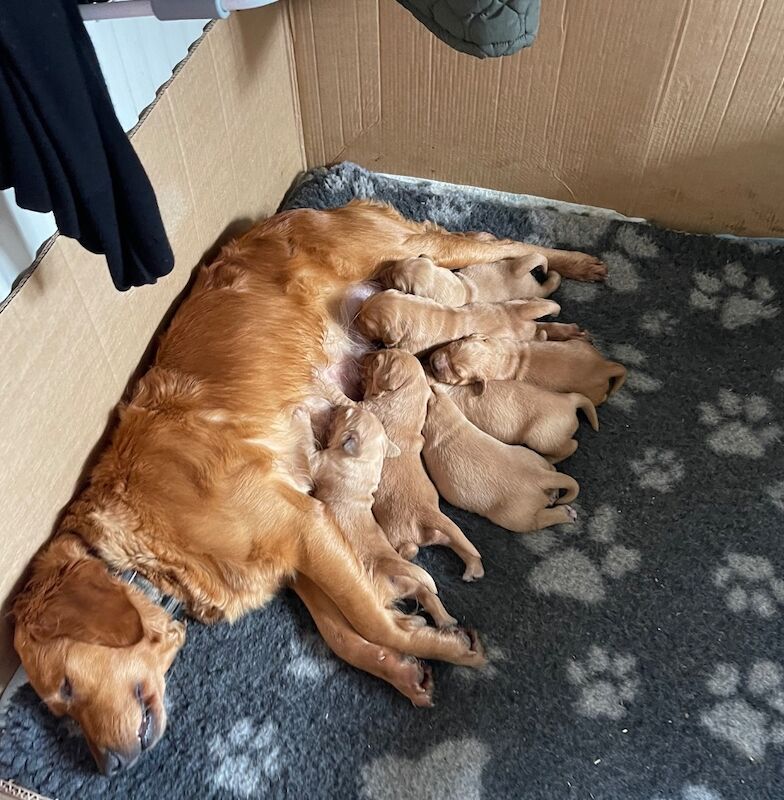 Golden Retriever puppies for sale in Haywards Heath, West Sussex – KC registered, 2 weeks old