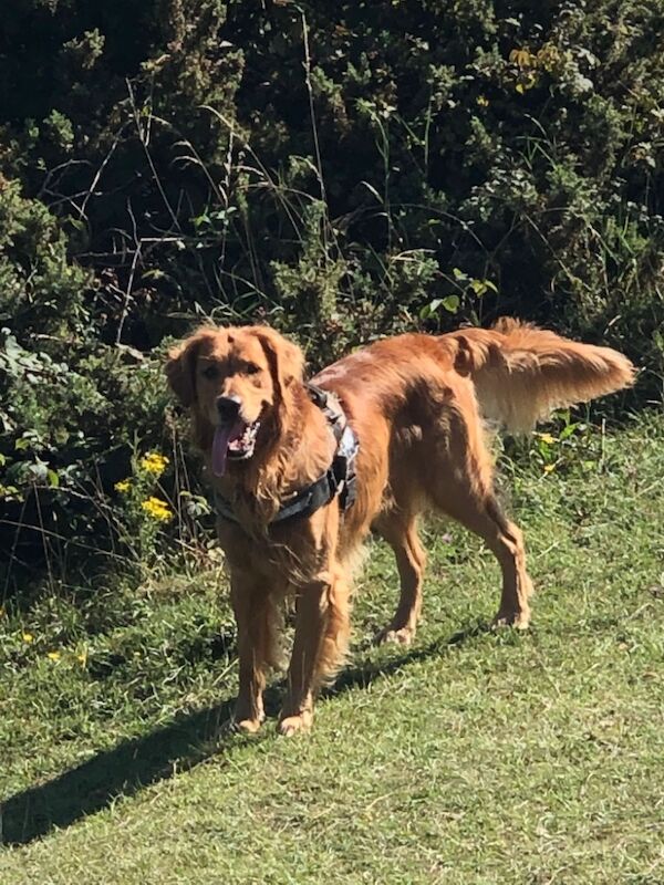 Golden Retriever stud dog for stud in Hurstpierpoint, West Sussex – KC registered, 7 hours old