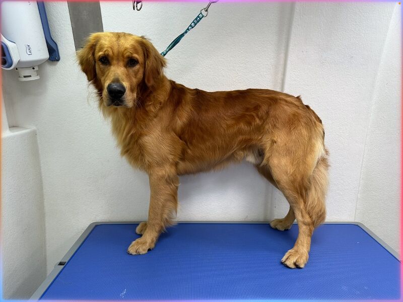 Golden Retriever stud dog for stud in West Sussex – KC registered, 11 hours old - Image 5 of 8