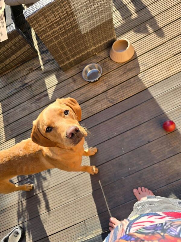 Golden Retriever puppies for sale in Norwich, Norfolk – 1 year old