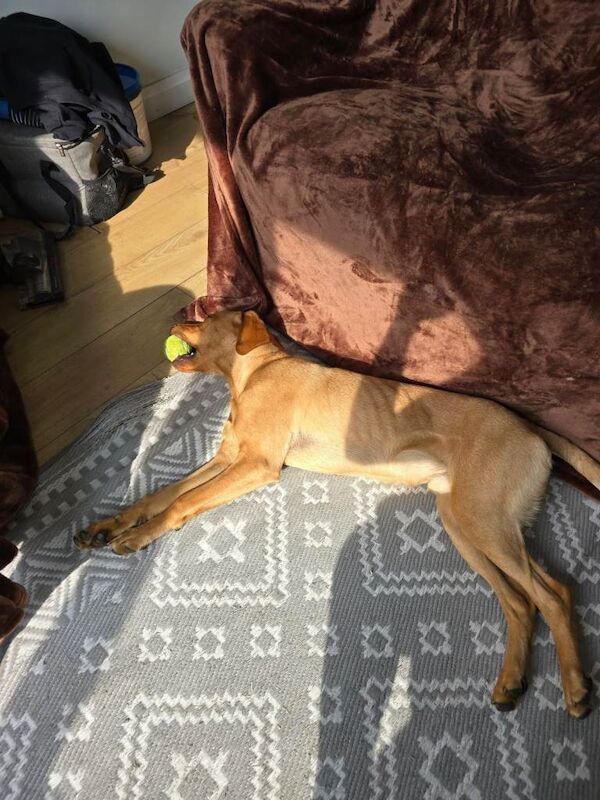 Golden Retriever puppies for sale in Norwich, Norfolk – 1 year old - Image 2 of 3