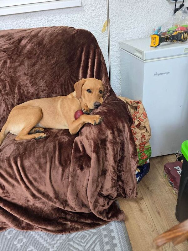 Golden Retriever puppies for sale in Norwich, Norfolk – 1 year old - Image 3 of 3