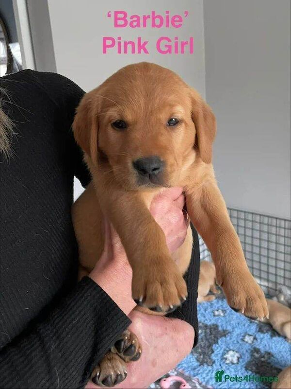 Fox Red Labrador x Golden Retriever Puppies