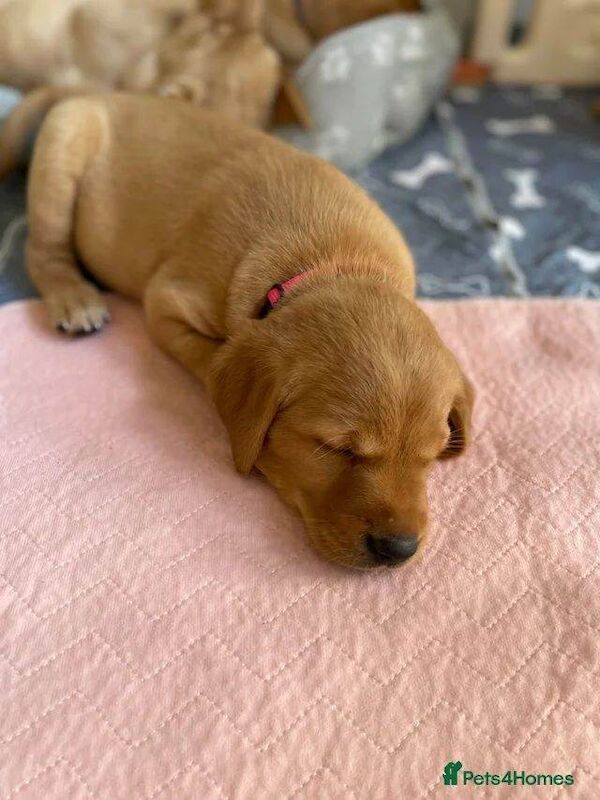 Fox Red Labrador x Golden Retriever Puppies - Image 2 of 3