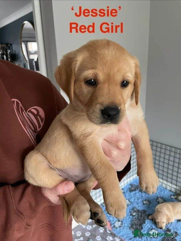 Fox Red Labrador x Golden Retriever Puppies - Image 3 of 3