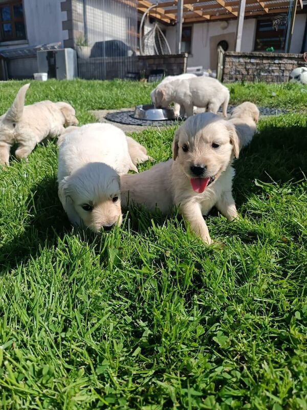 Golden Retriever puppies for sale in Londonderry, County Londonderry – KC registered, 5 weeks old