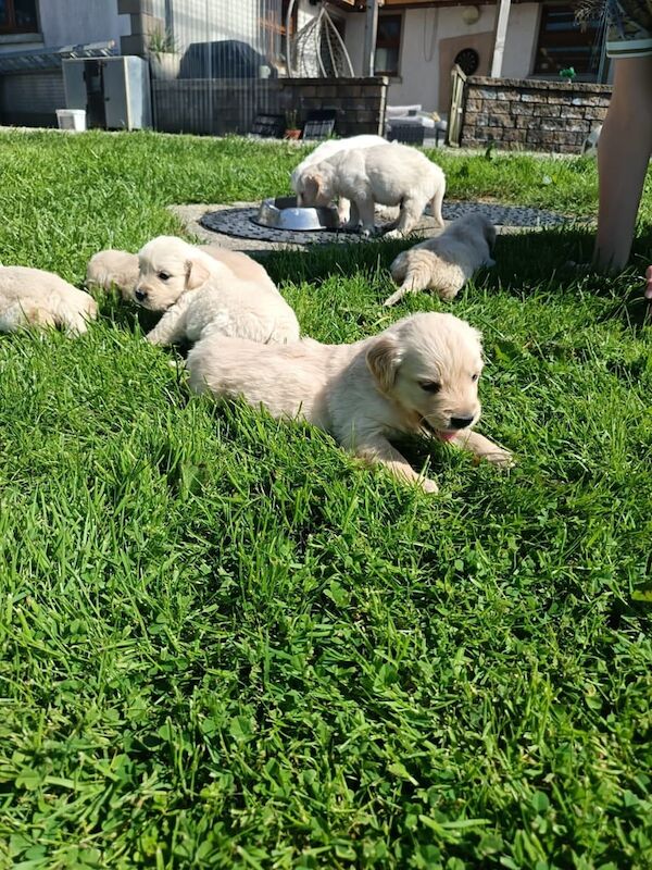 Golden Retriever puppies for sale in Londonderry, County Londonderry – KC registered, 5 weeks old - Image 2 of 3