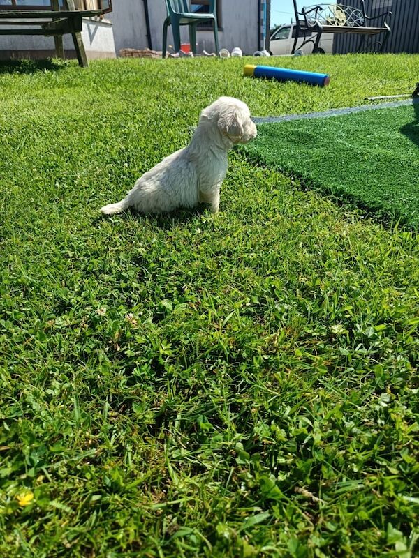 Golden Retriever puppies for sale in Londonderry, County Londonderry – KC registered, 5 weeks old - Image 3 of 3