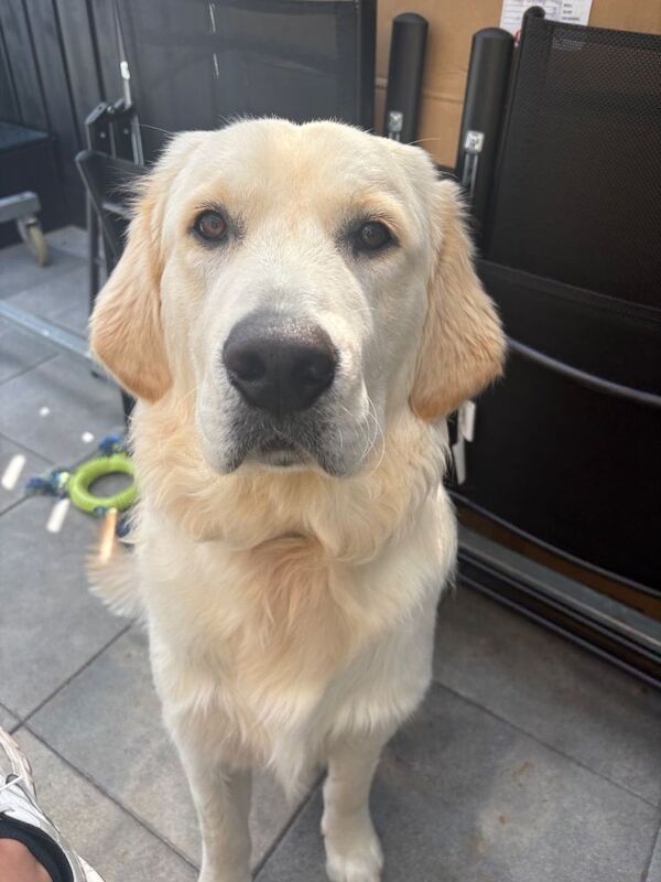 Full breed golden retriever