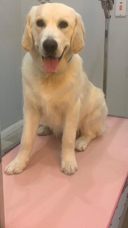 Full breed golden retriever - Image 2 of 4