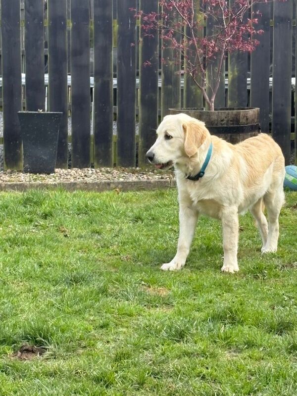 Full breed golden retriever - Image 3 of 4