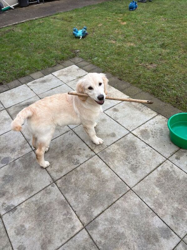 Full breed golden retriever - Image 4 of 4