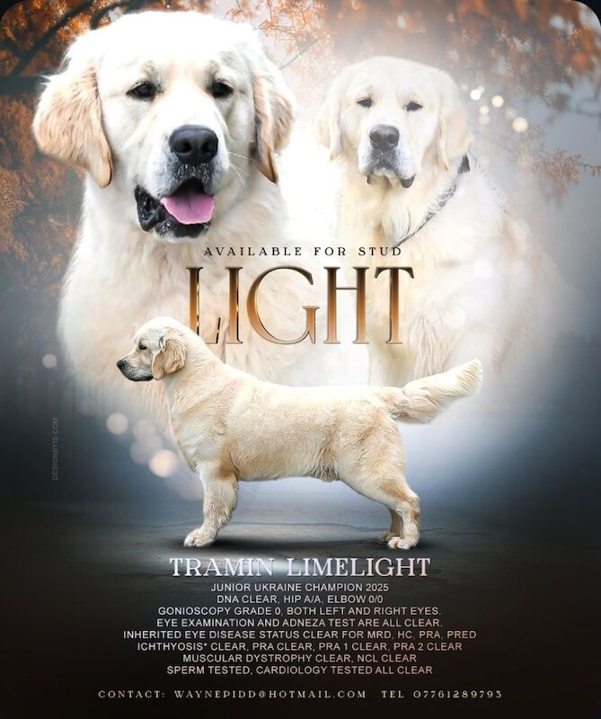 Golden Retriever stud dog for stud in Kingston upon Hull, East Riding of Yorkshire – KC registered, 1 year old